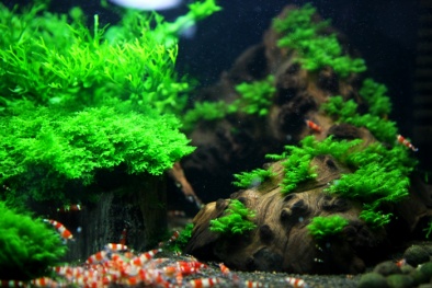 Cận cảnh tép độc, lạ giá nghìn đô